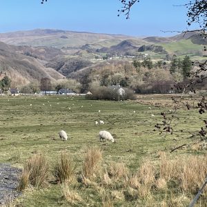 Sheep grazing in a green field with mountains in the background under a clear blue sky.