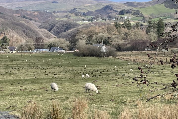Sheep grazing in a green field with mountains in the background under a clear blue sky.