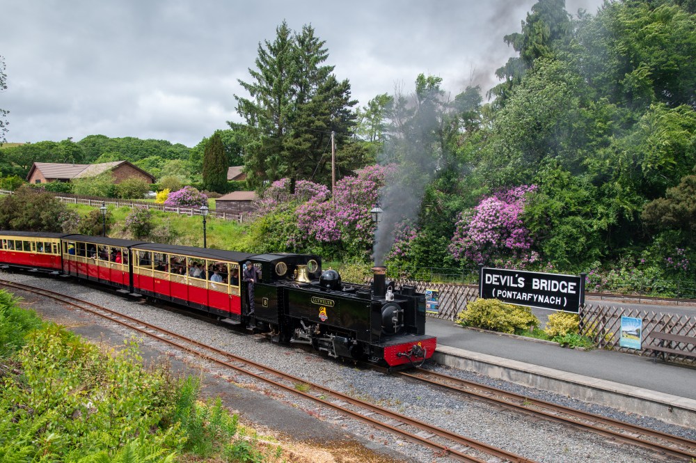Steam train passing Devil's Bridge station with lush greenery and blooming flowers around.