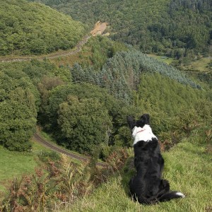 Dog sitting on hill overlooking lush, forested landscape.