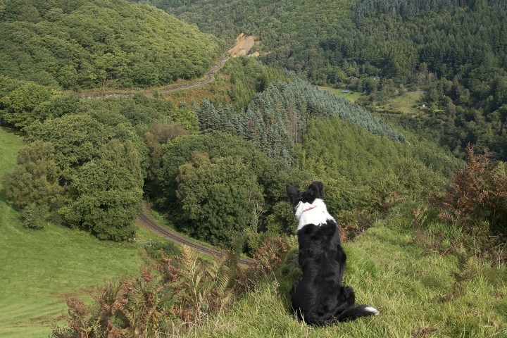 Dog sitting on hill overlooking lush, forested landscape.